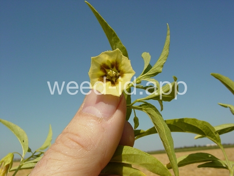 groundcherry, longleaf